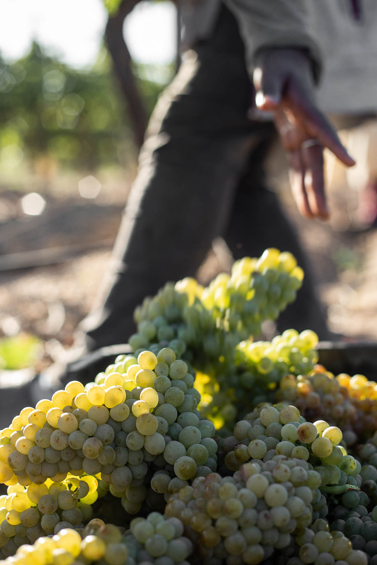 About us Carmen Stevens Wines